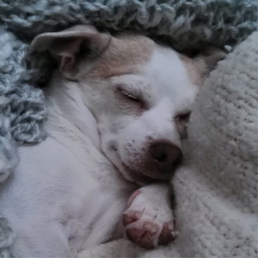Send Warmth and Comfort to This Little Friend